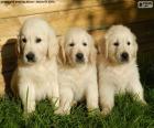 Три красивых щенков Золотистый ретривер